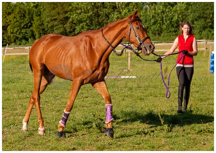 Equestrian